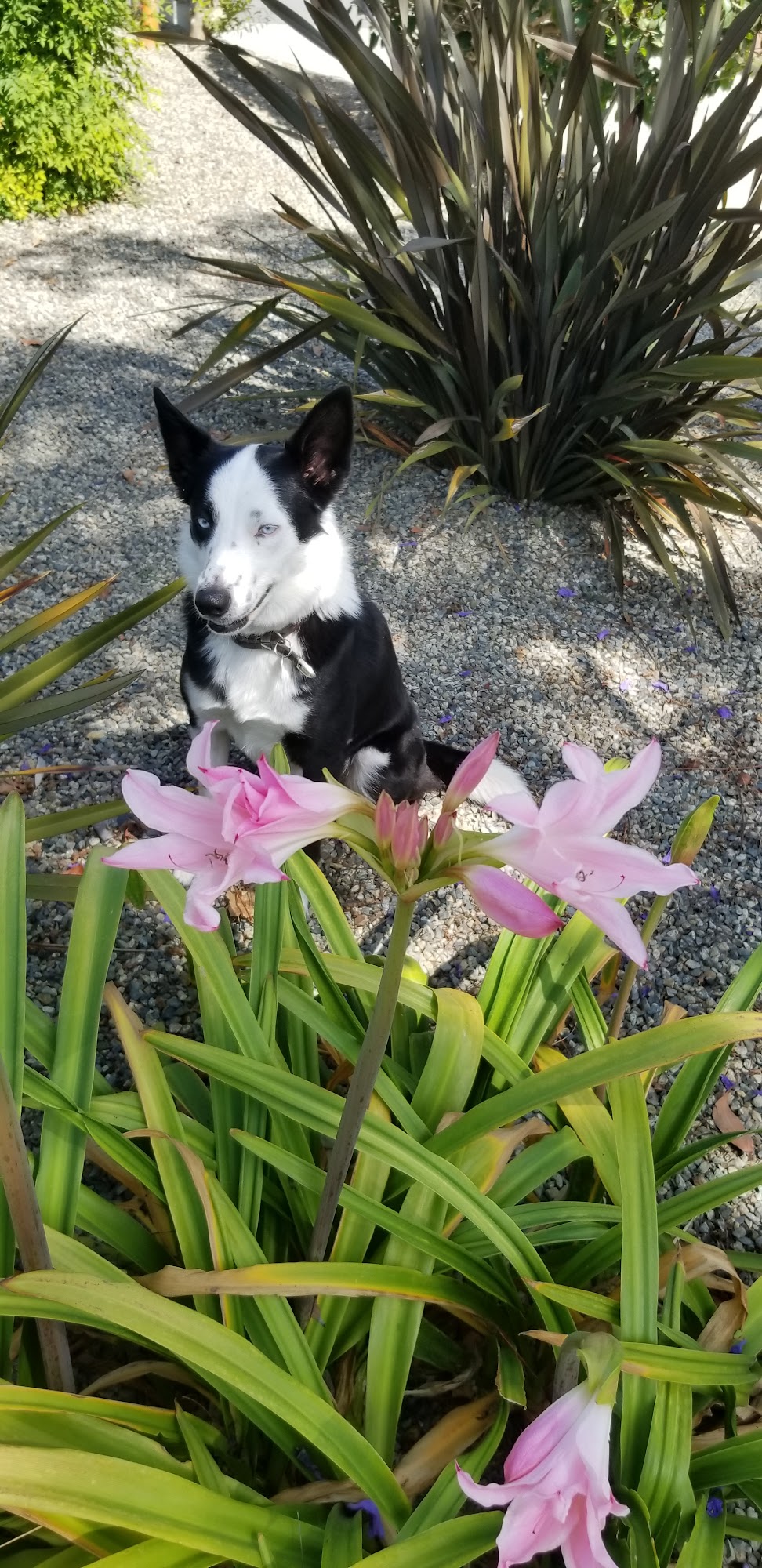 K9 iQ Dog Sports inc Yorba Linda