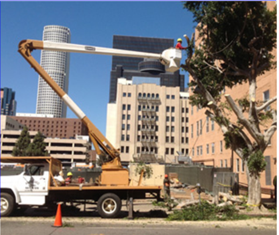 Rob's Tree Service, Trimming, Orange County