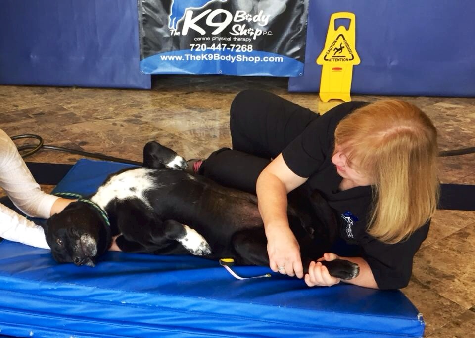 The K9 Body Shop PC Arvada