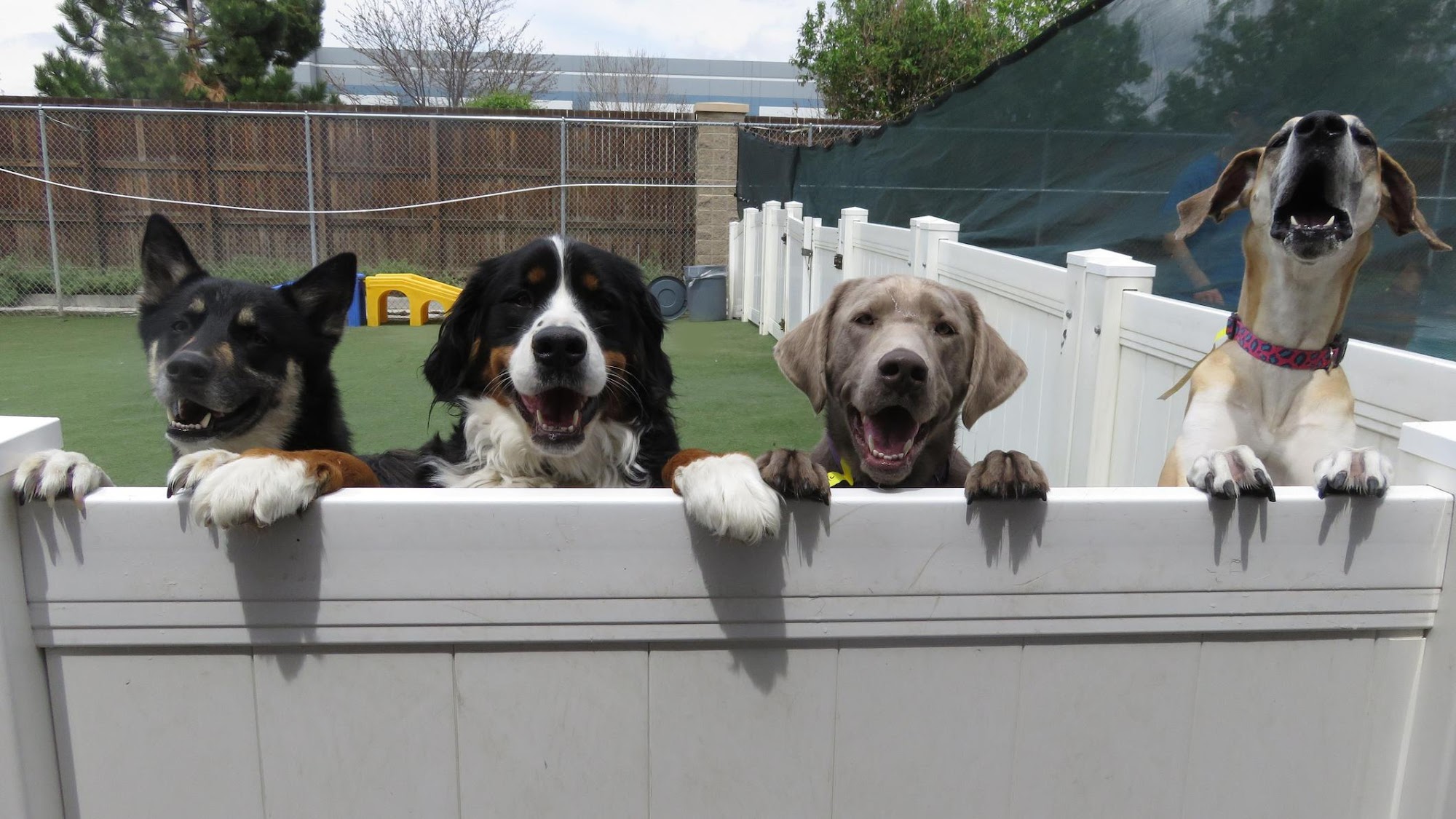 Club Pet Resorts DIA Aurora