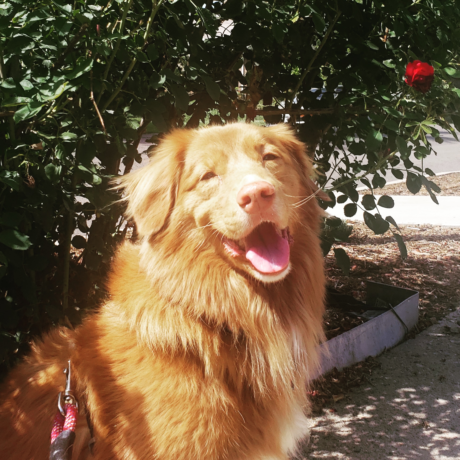 Pawsitively Pooches Aurora