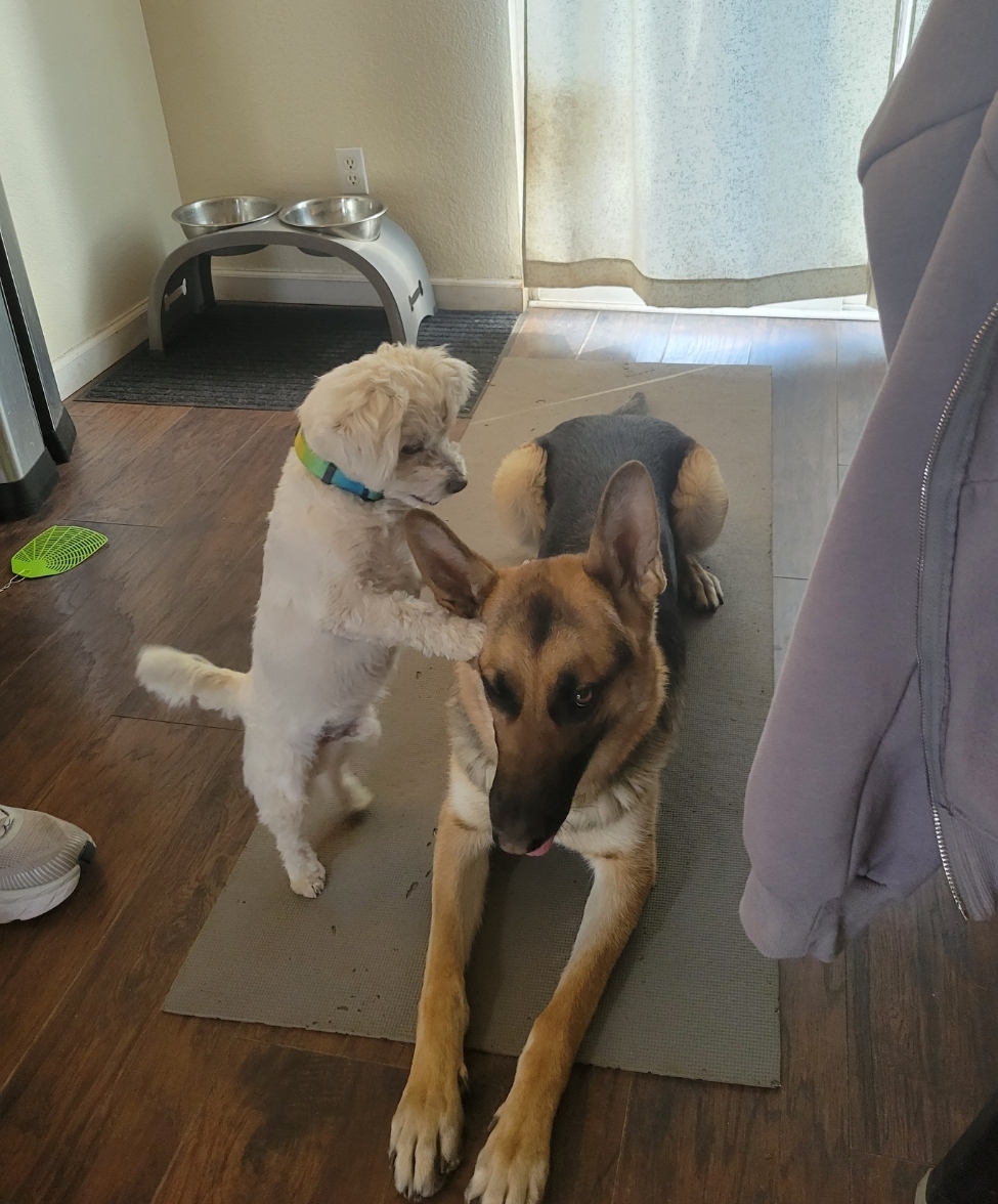 Gentle Loving Care Dog Grooming Aurora