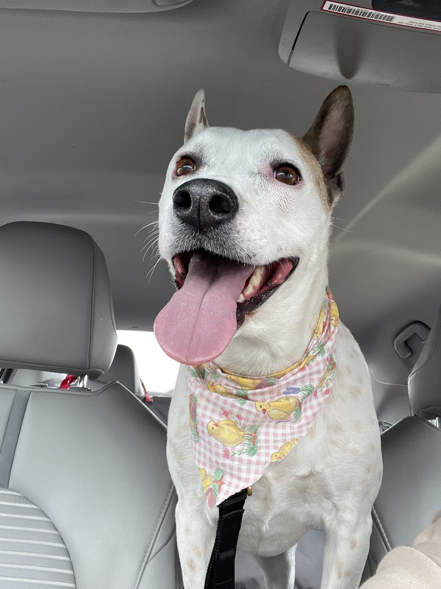 Aurora Pet Grooming Aurora