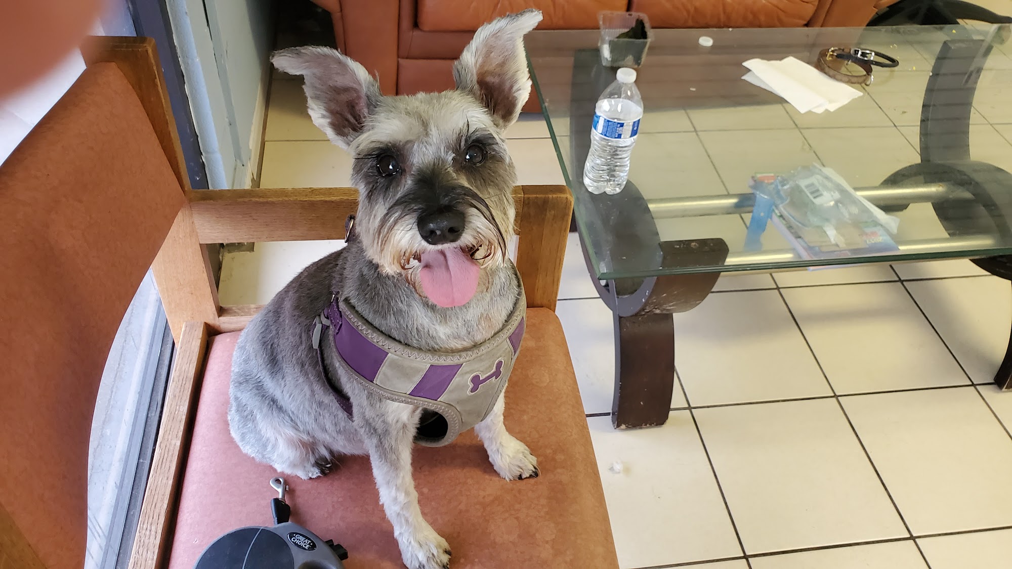 Shaggy Doggy Salon Aurora