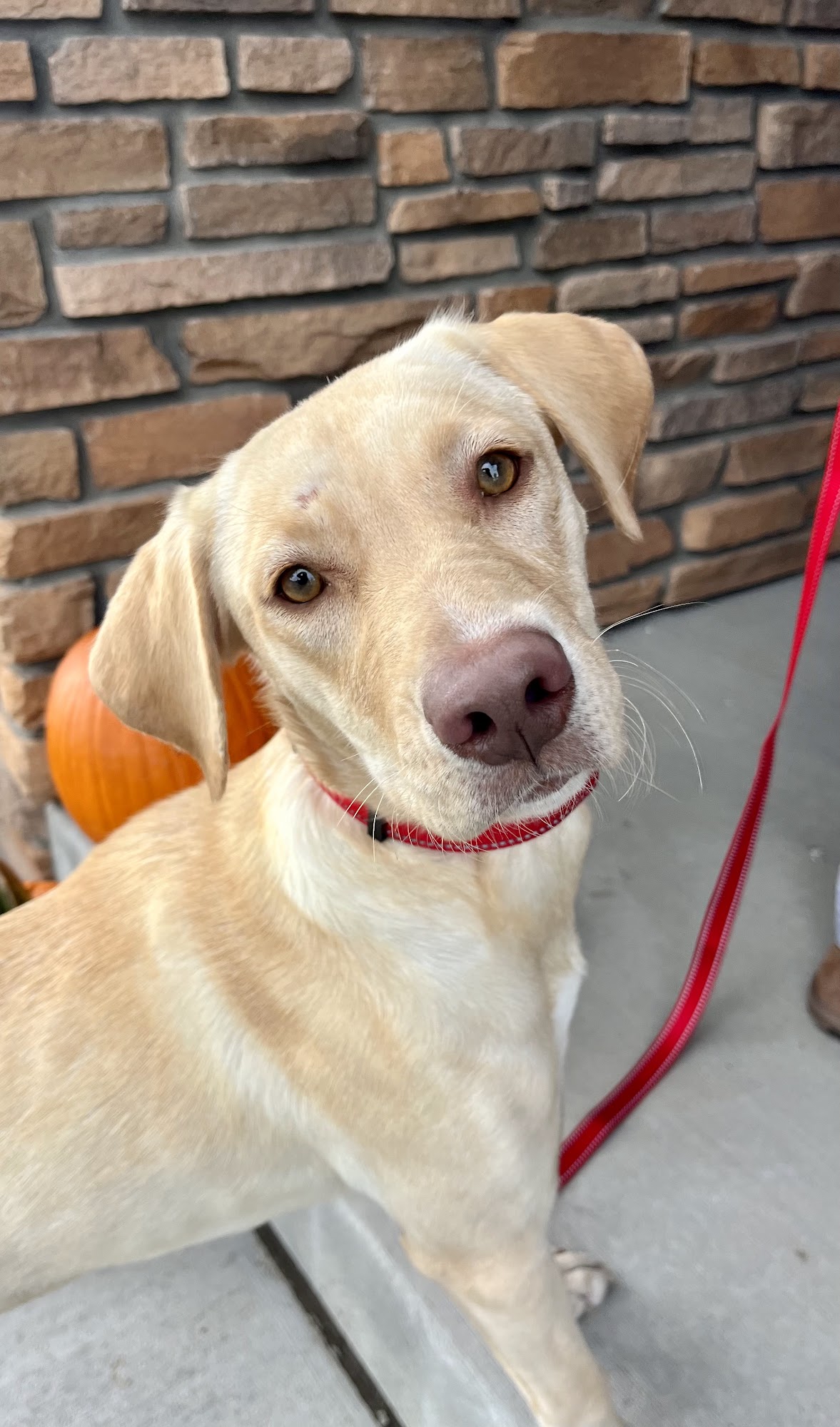 Franz Professional Dog Training Aurora