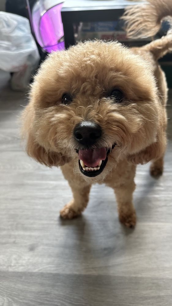 Petcetera Pet Sitting Services Aurora