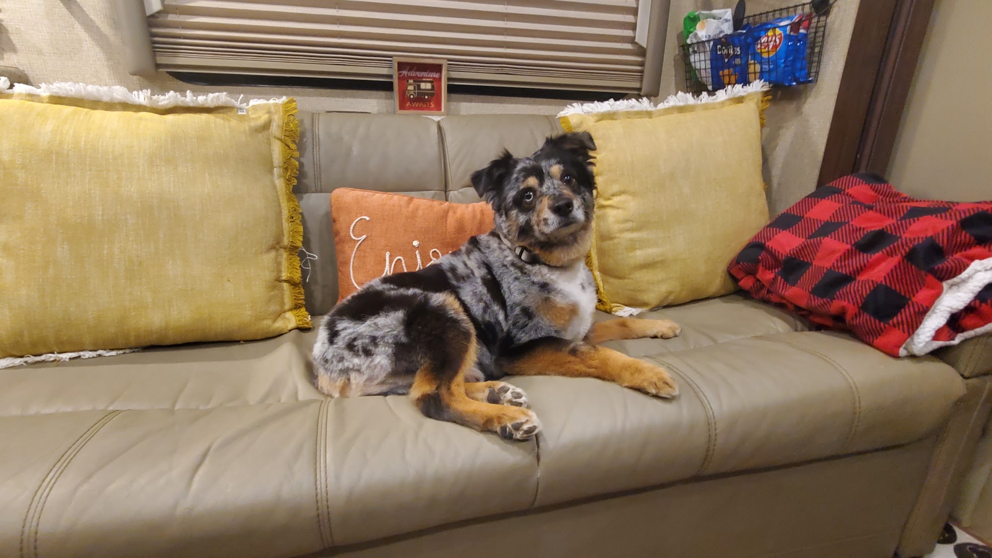 Canine Corral Berthoud