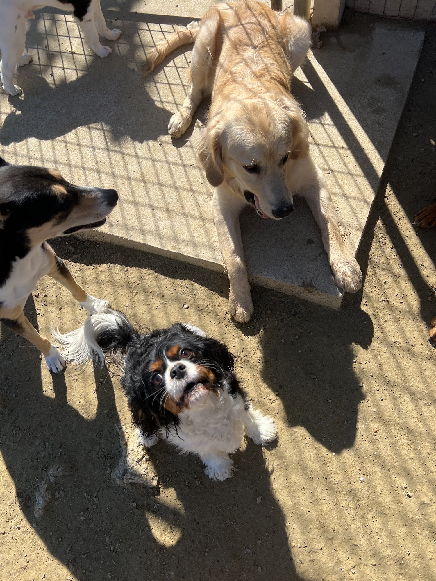 Happy Tails Dog Ranch Berthoud