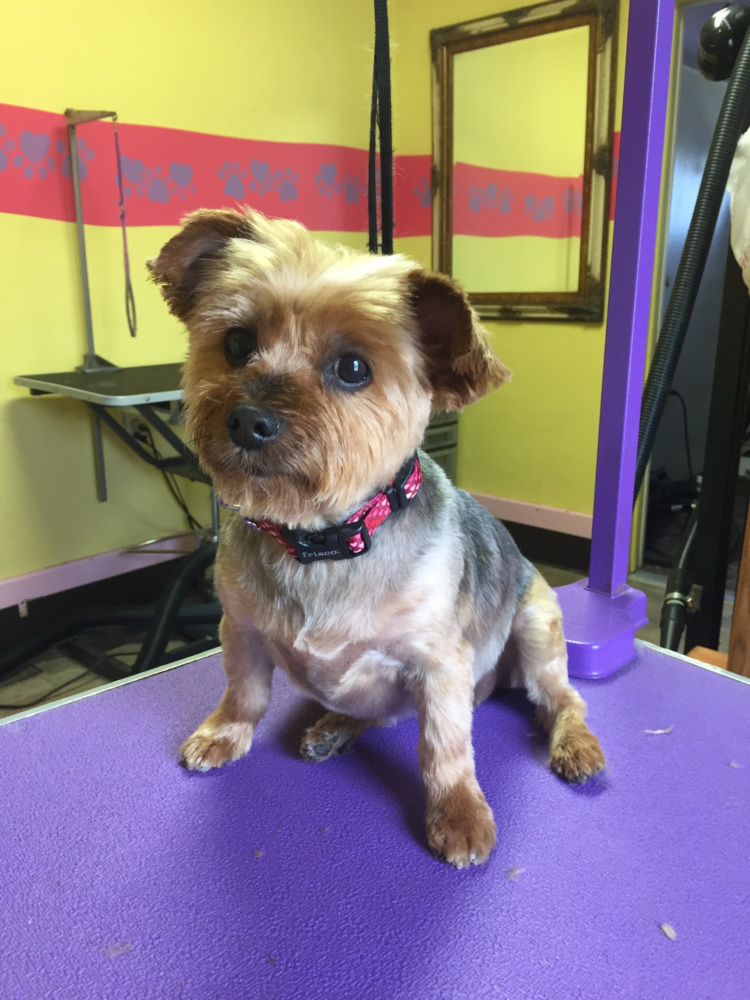 Bow-Wow Meows Fairy Tail Villa Berthoud