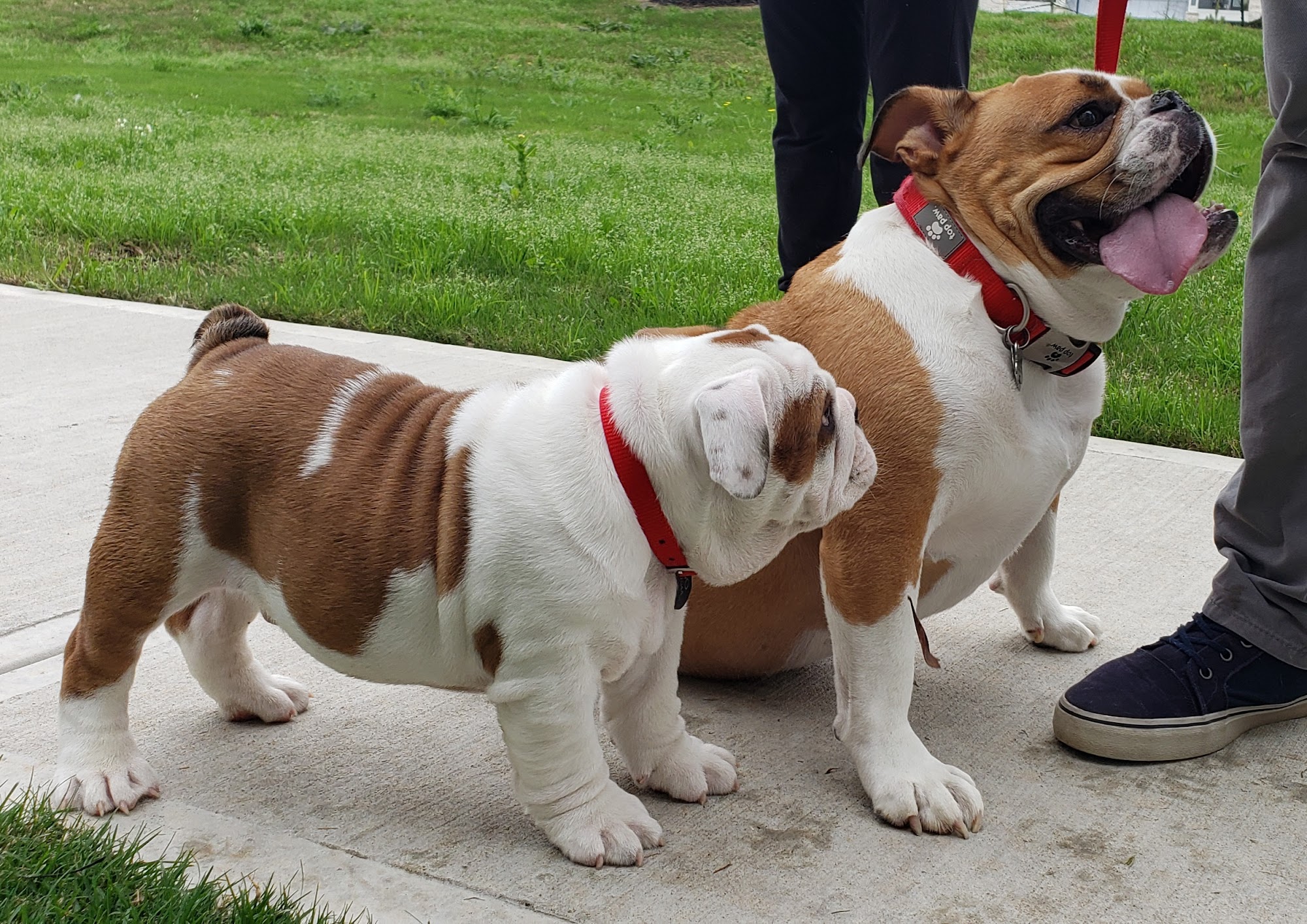 Denver Dog Whisperer