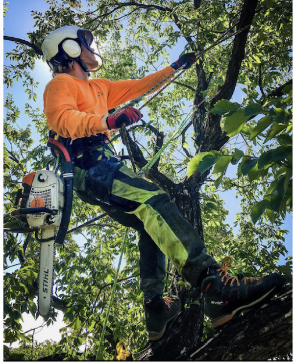 Blue River Forestry & Tree Care