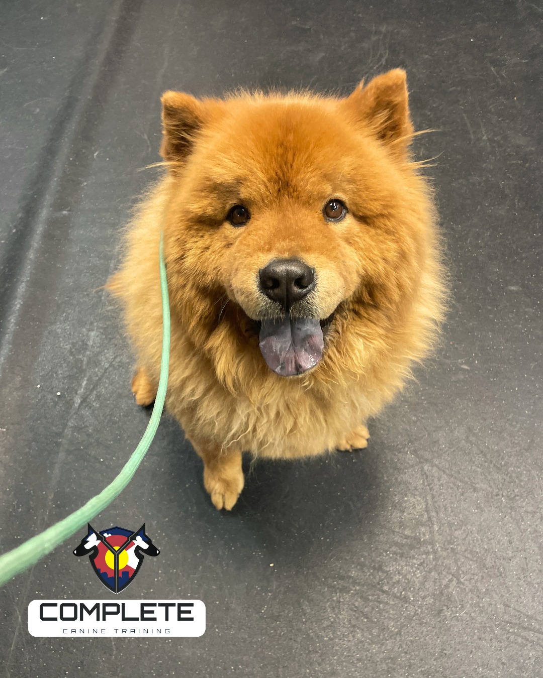 Complete Canine Training Brighton