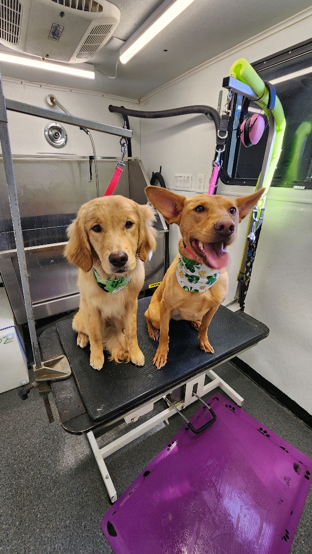 Collar Cuts Mobile Pet Grooming Broomfield