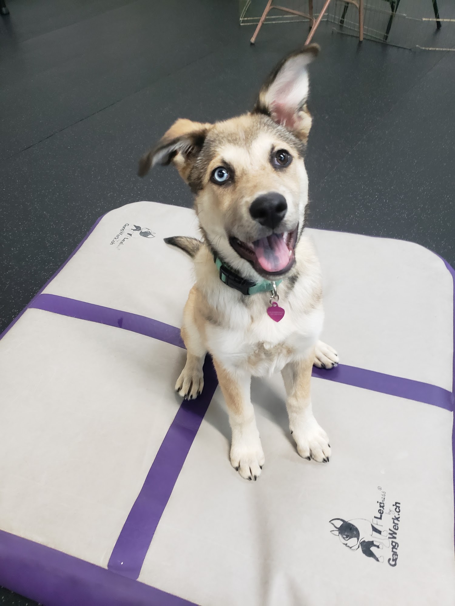 Rocky Mountain Dog Training Broomfield