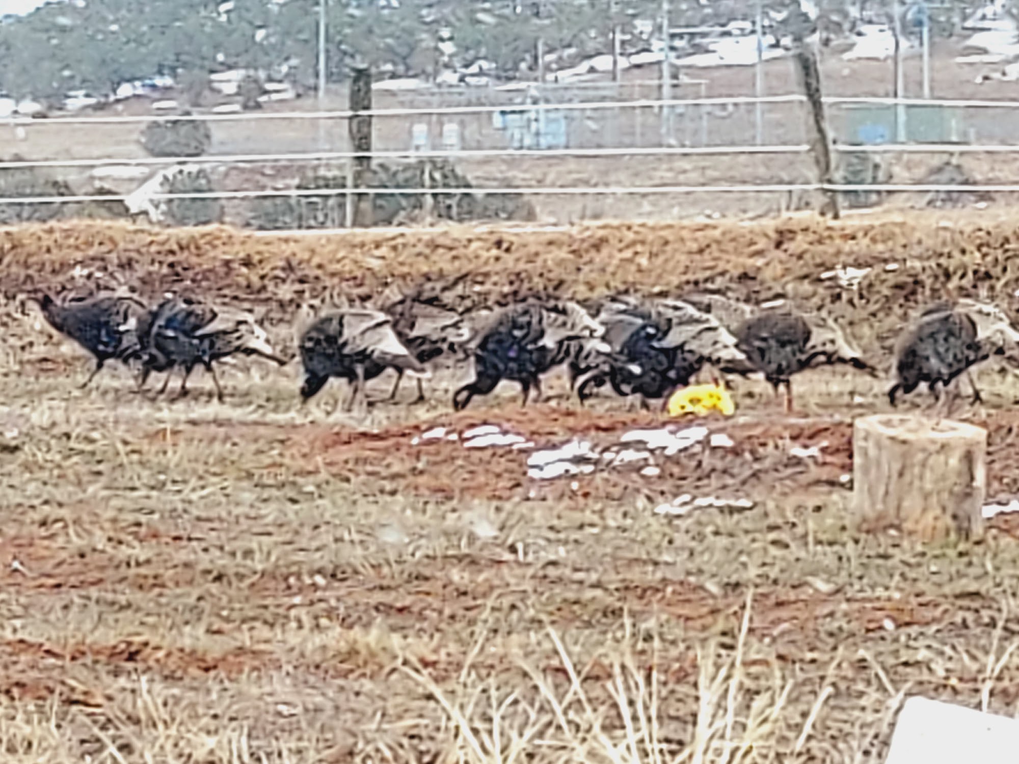 Skyline Ranch & Kennels Carbondale