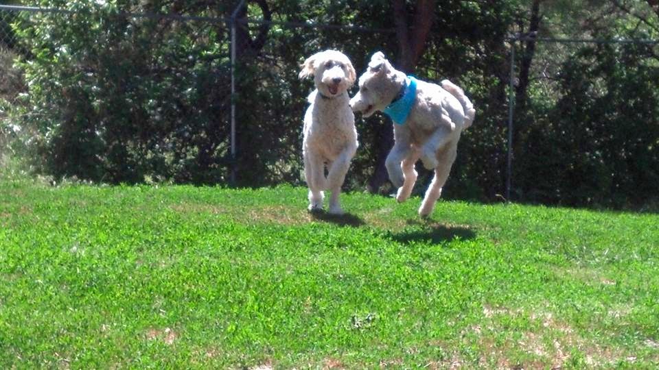 Beau Monde Kennels Castle Rock