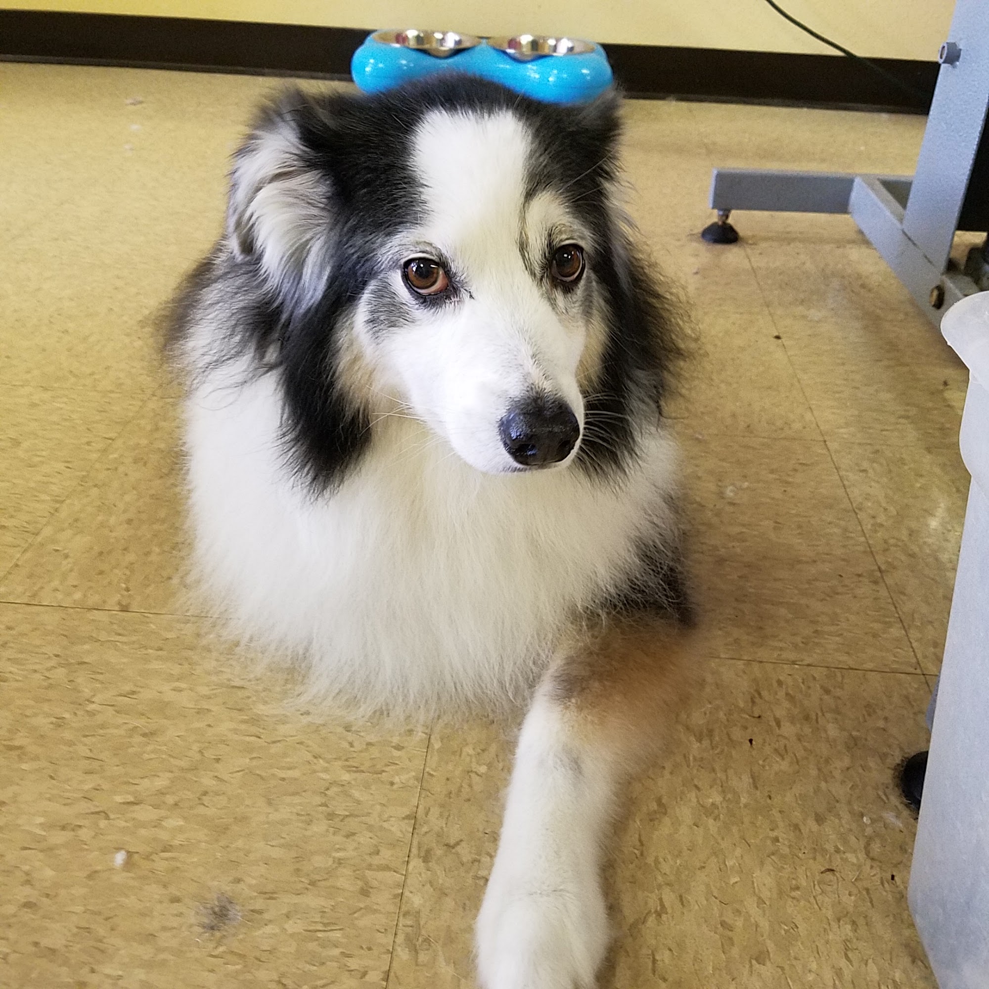 Halee's Puppy Love Centennial