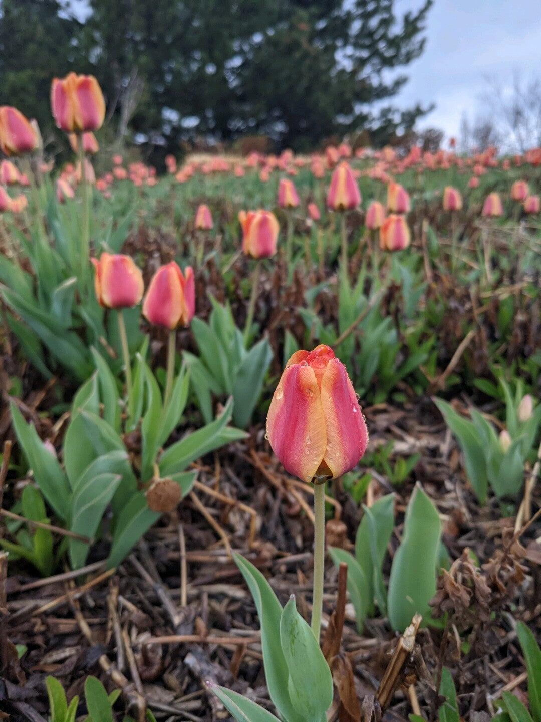 THE TRAILS RECREATION CENTER - Centennial CO - Hours, Directions ...