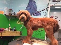 Best Dog Groomers Colorado Springs Colorado Springs