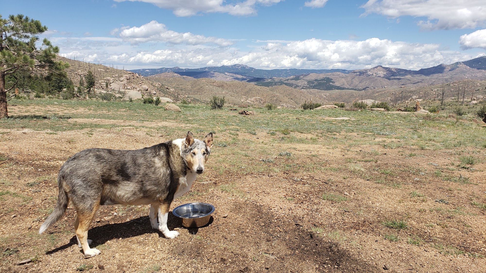 Sano Hospital for Animals 10903 US Hwy 285, Conifer Colorado 80433