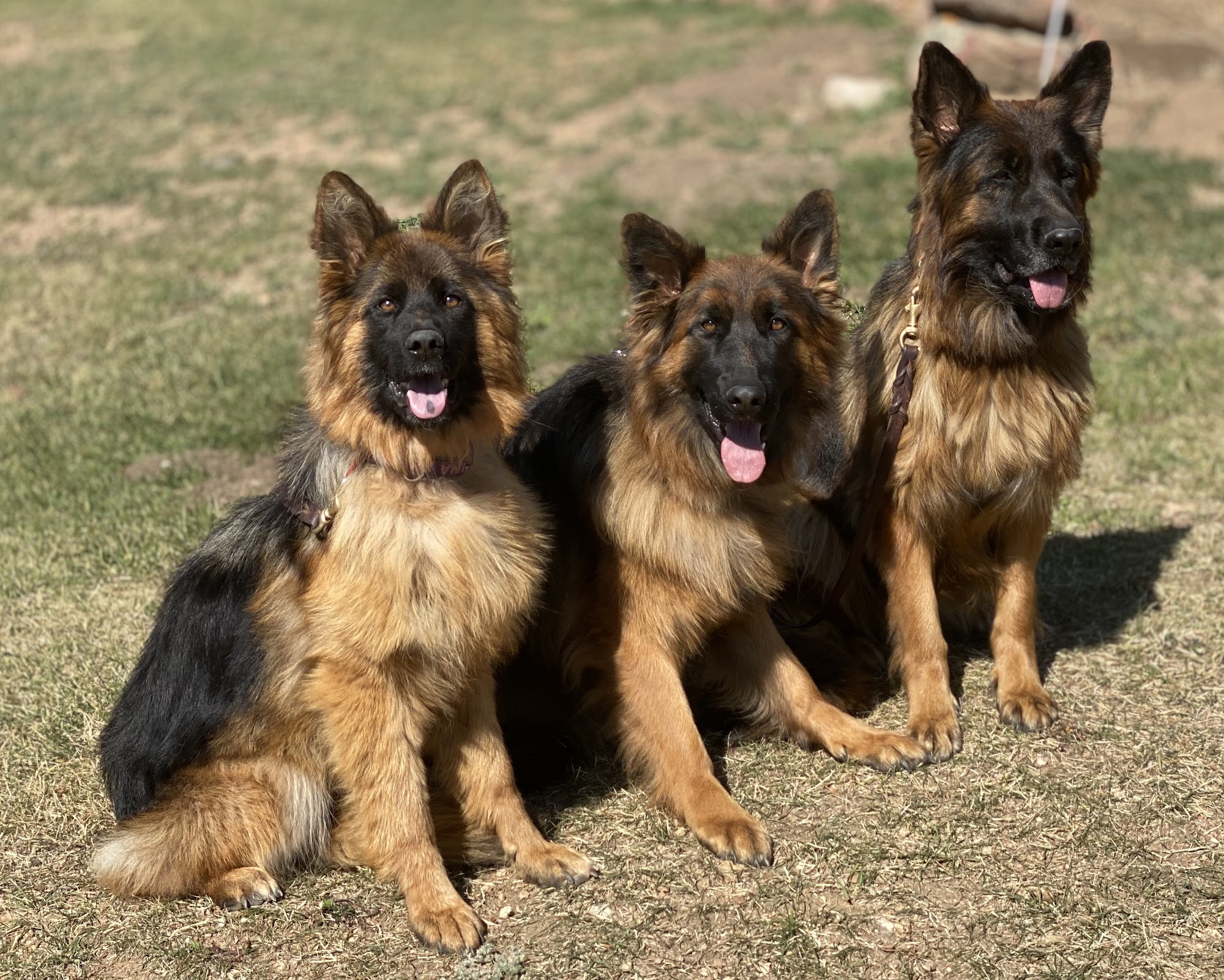 Rocky Mountain German Shepherds Conifer