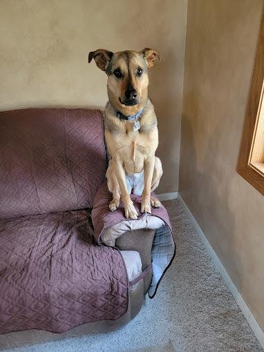 Chill Out Dog Training Denver