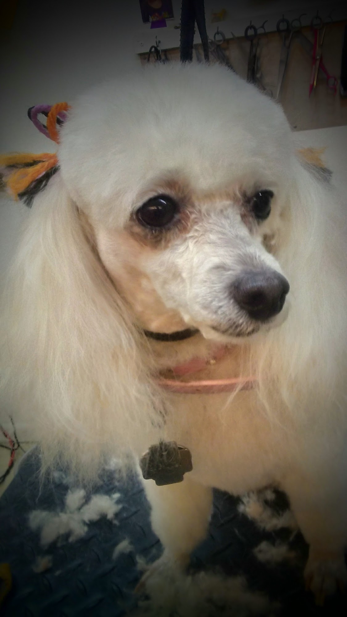 Grand Central Grooming Denver