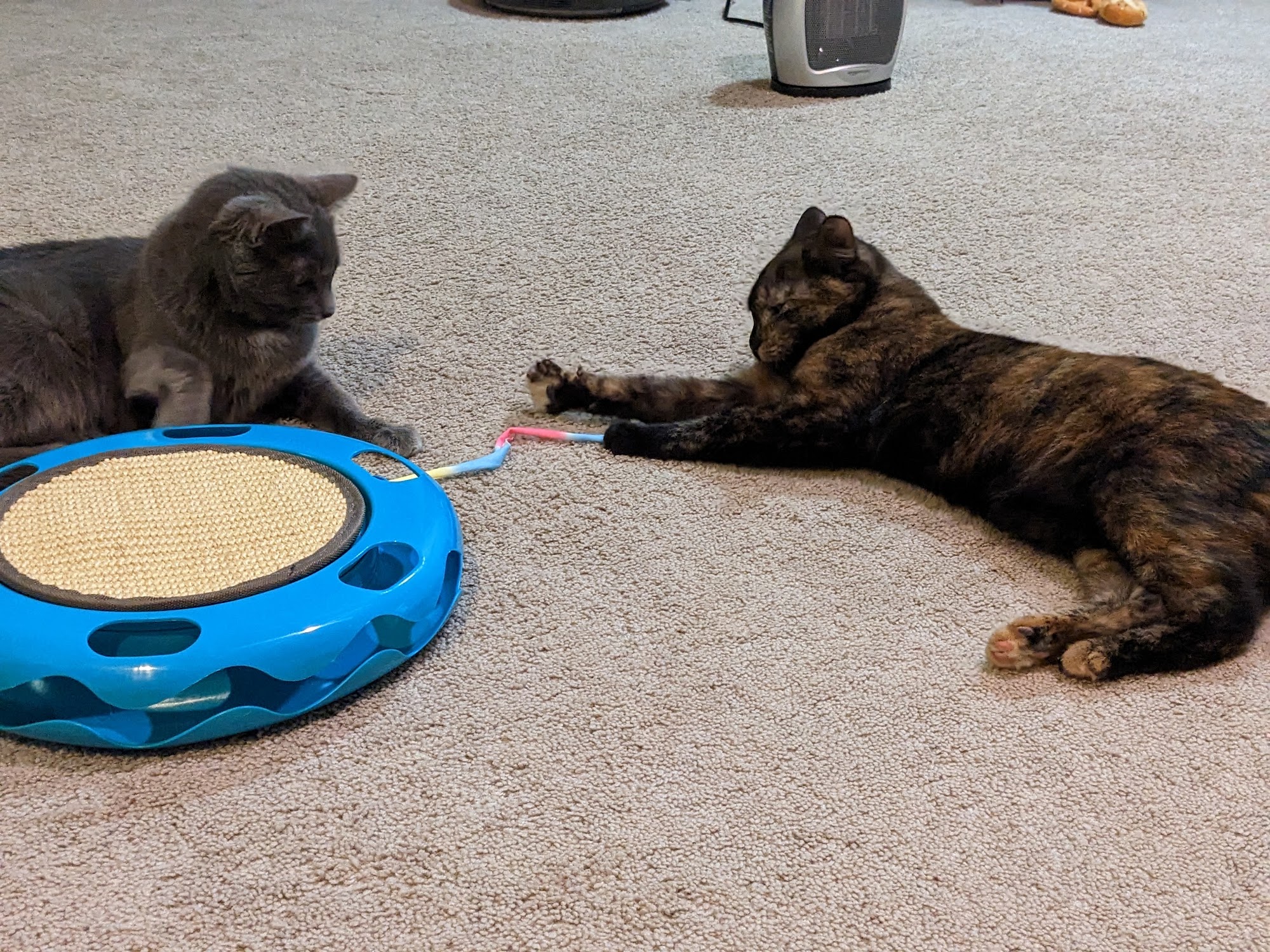 Rocky Mountain Feline Rescue Denver