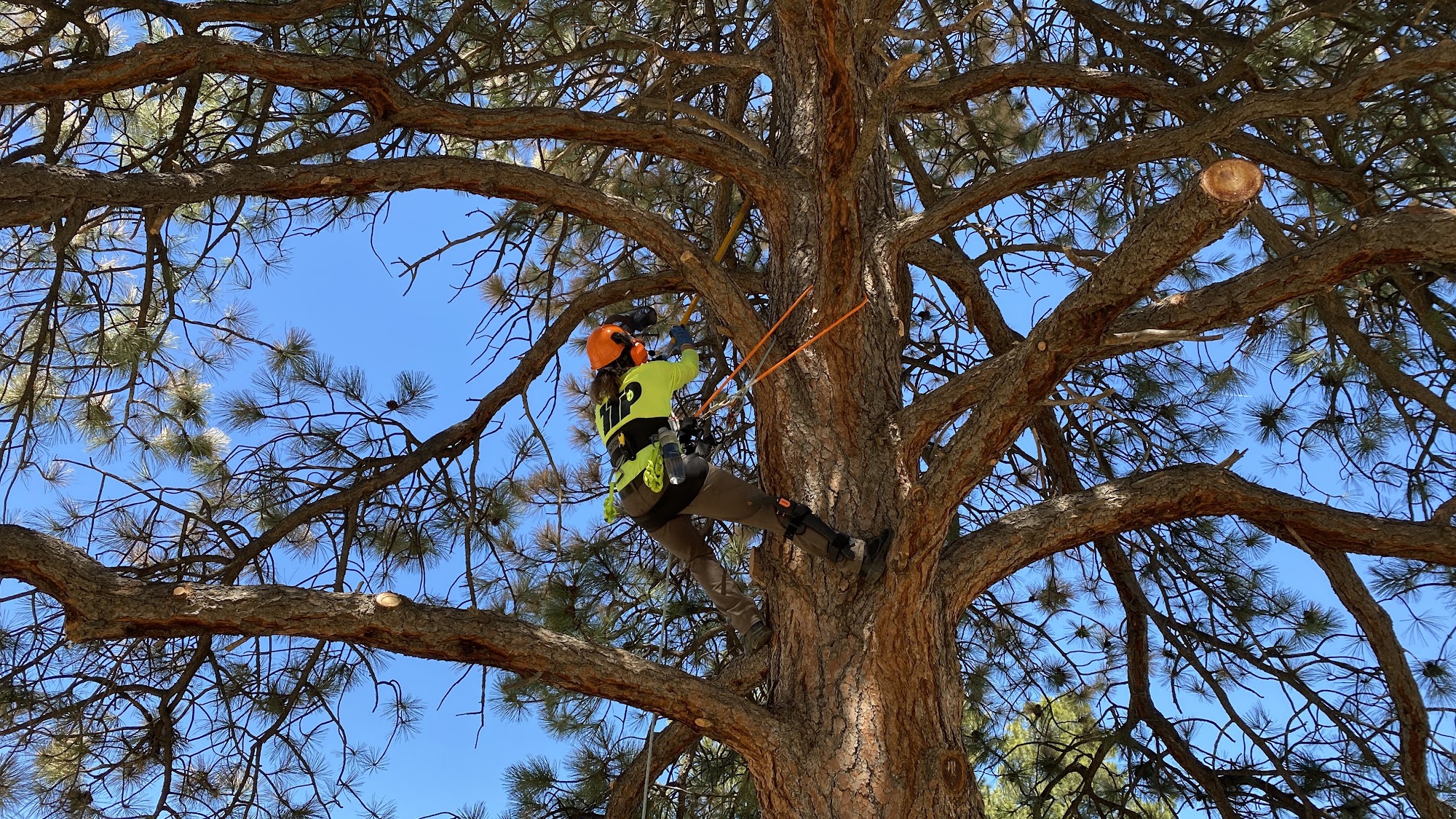 Tree Trimming Professionals