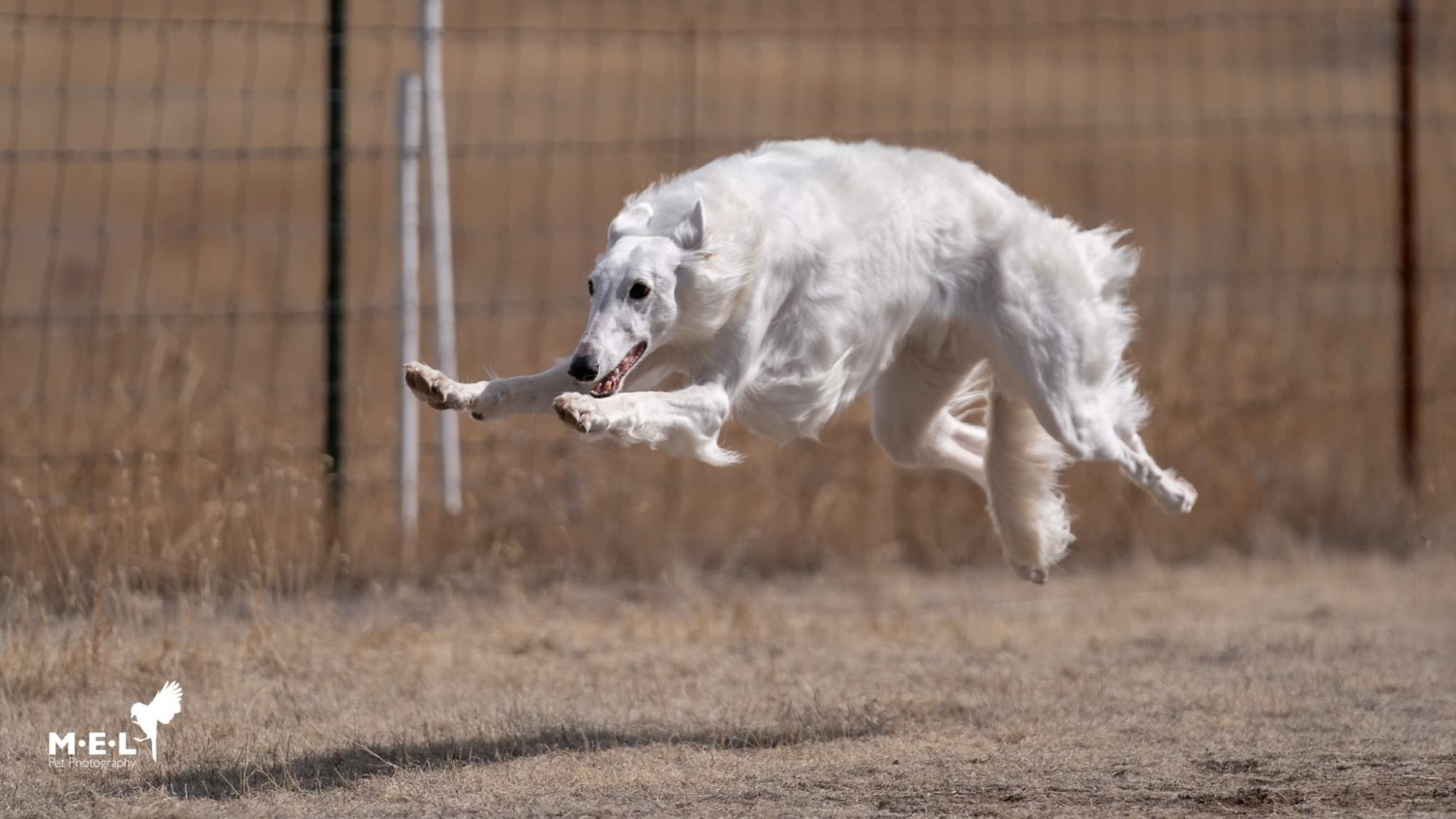 FURtastic Friends Elizabeth