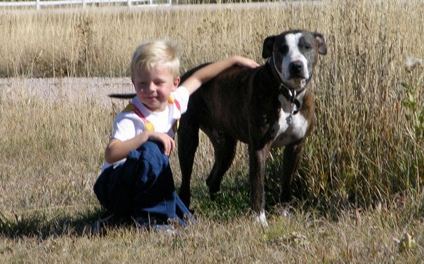 A Mobile Veterinarian: Pereira Stephen DVM Elizabeth