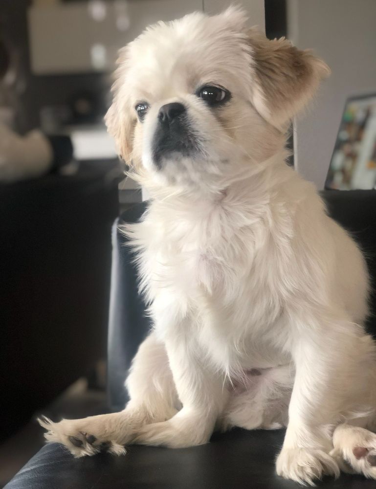 Canine Rehabilitation & Conditioning Group LLC Englewood