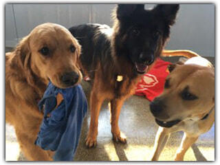 Rogue's Farm Dog Daycare & Boarding Erie