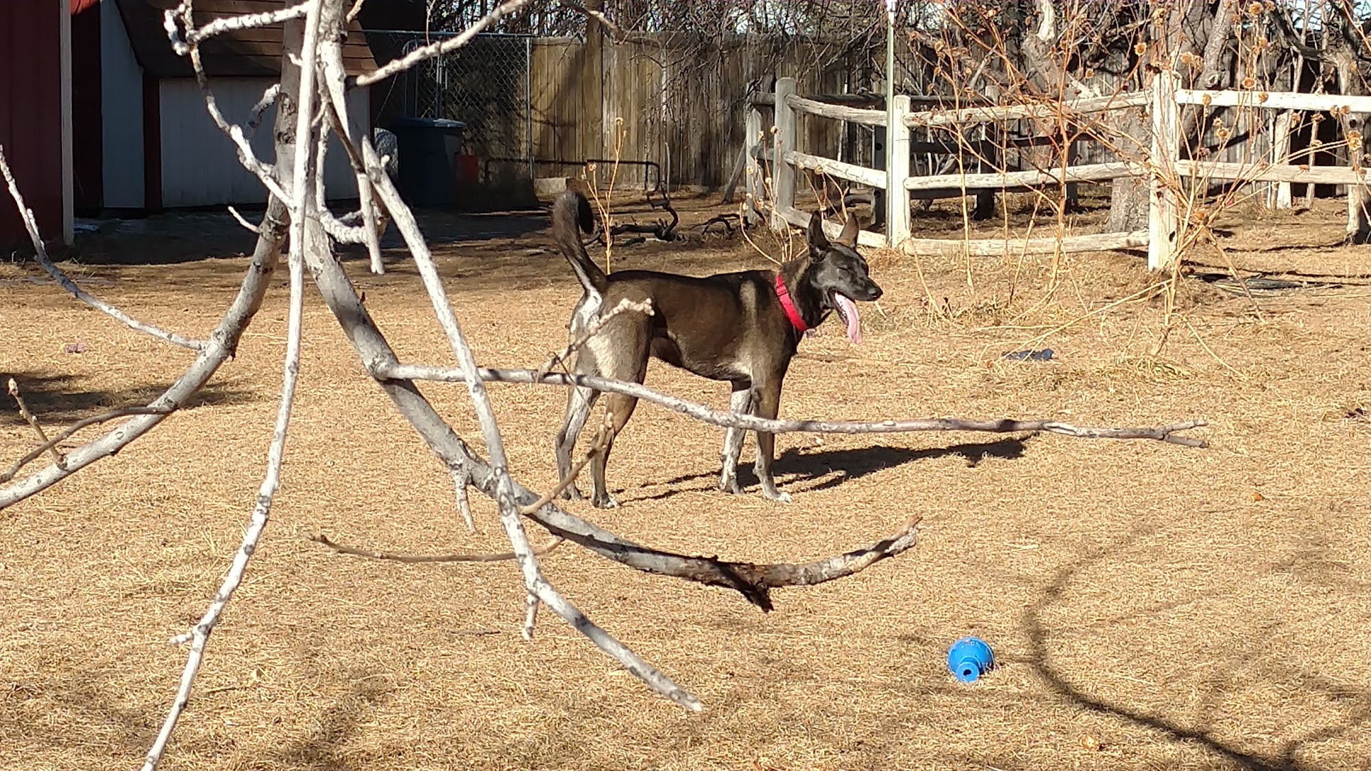 Dapper Dog Salon and Lazy Dog Ranch Fort Collins