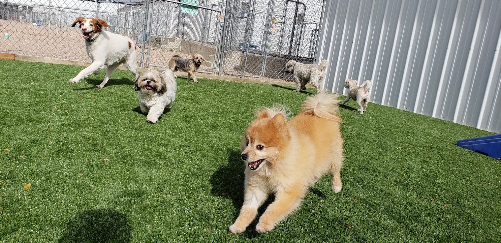 Ashcroft Pet Resort Fort Collins