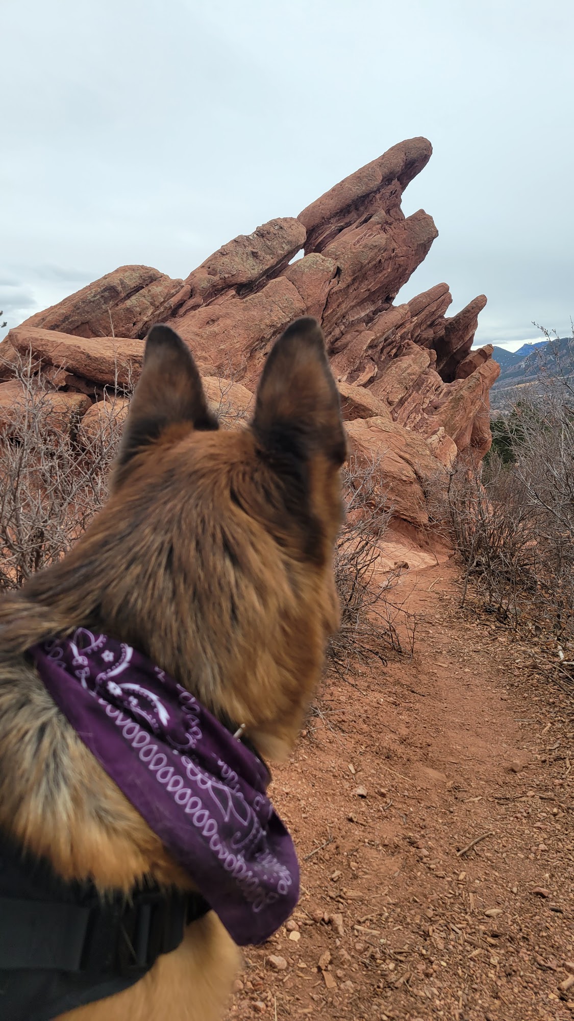 Rocky Mountain Veterinary