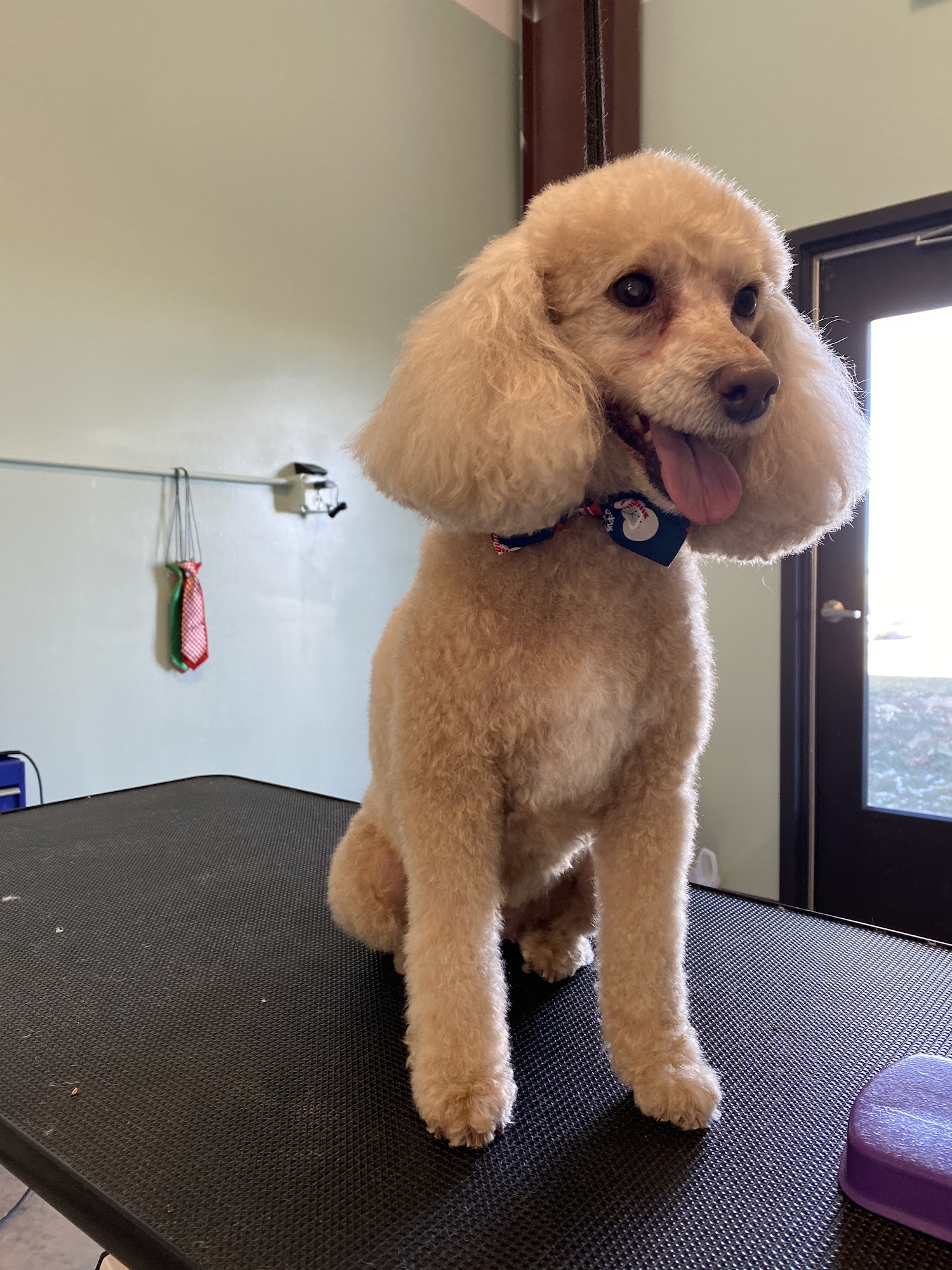 Chico's Grooming Spa Frederick