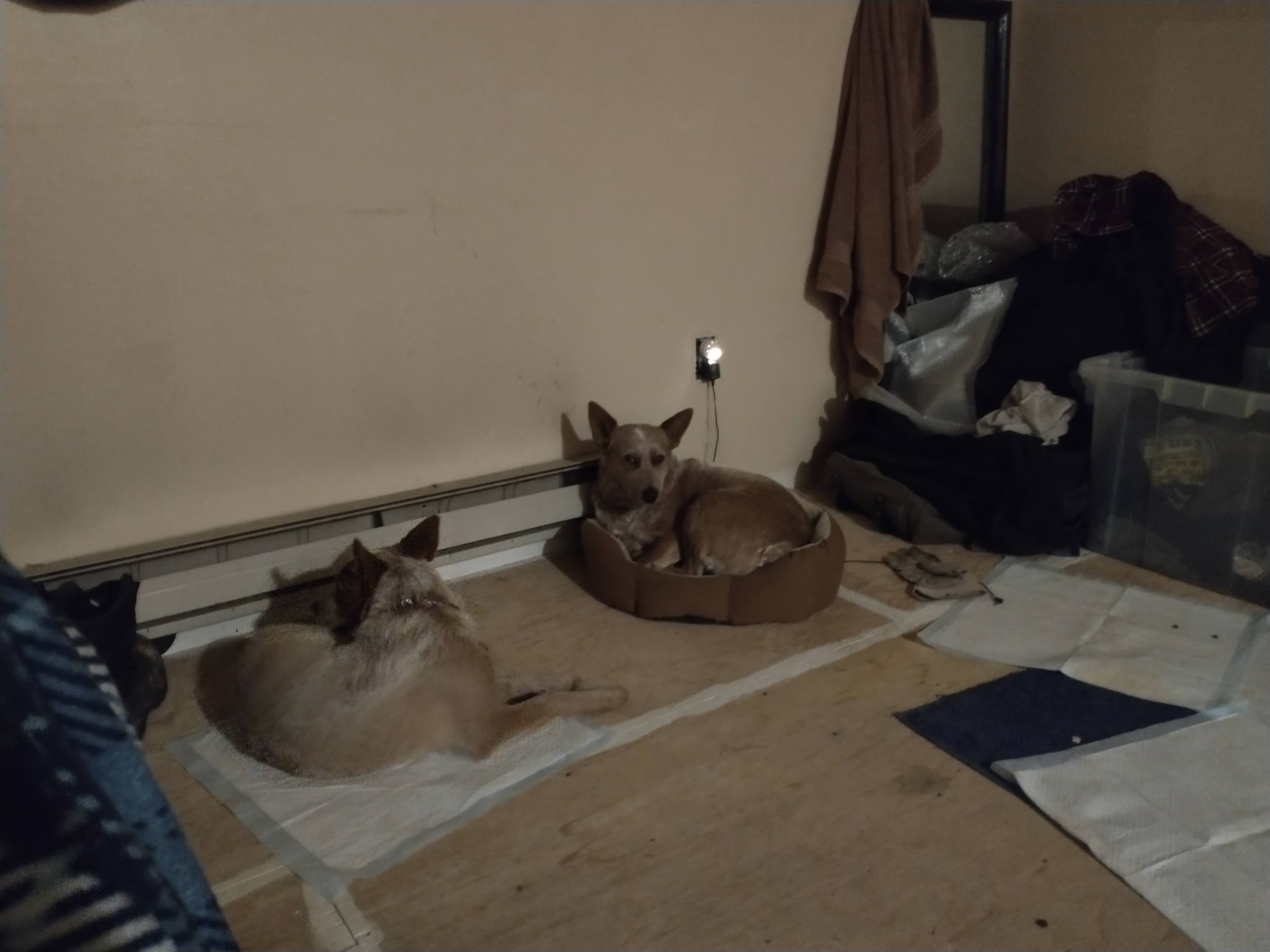 Grand County Animal Control Granby