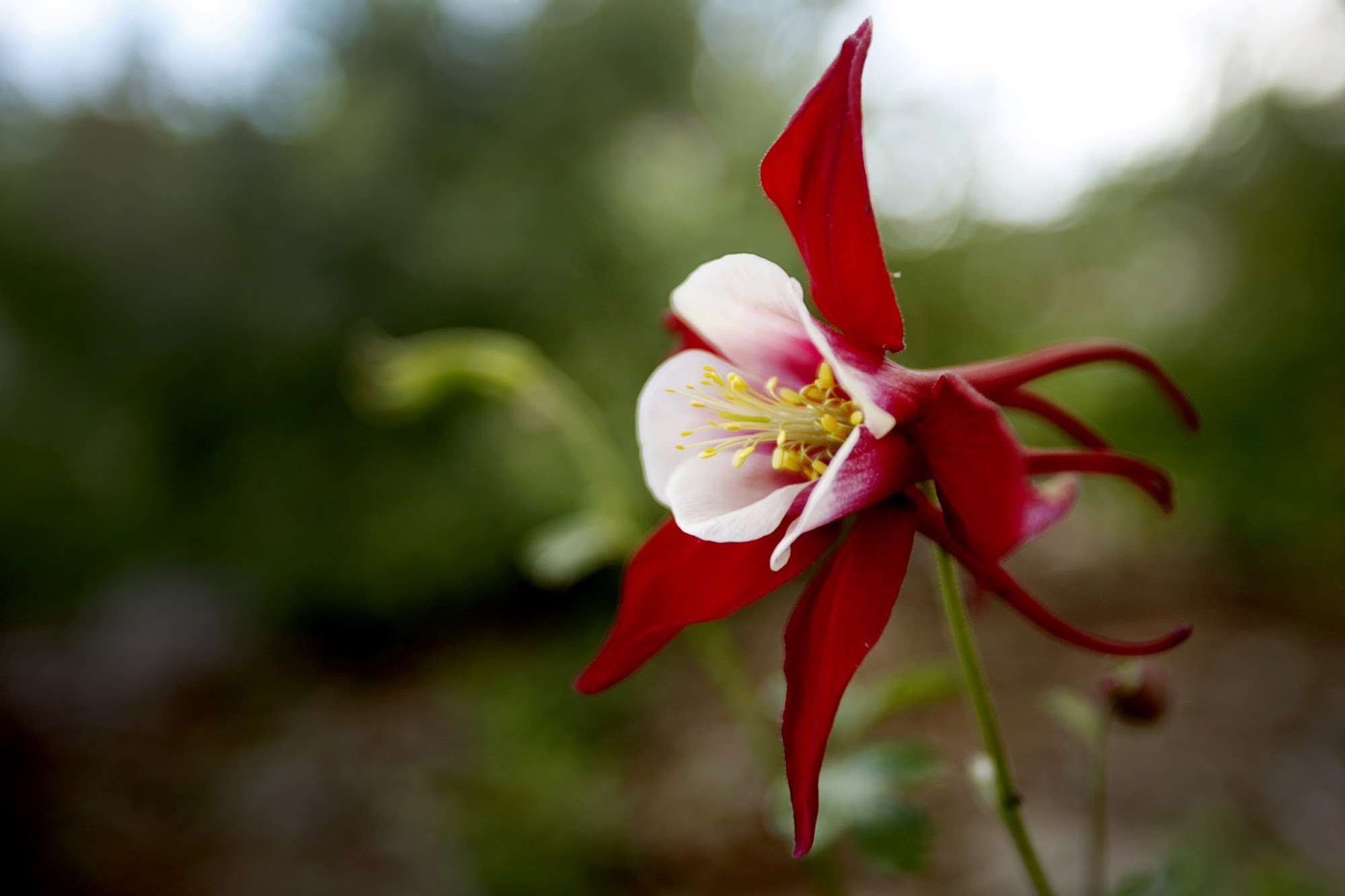 Grand County Landscaping