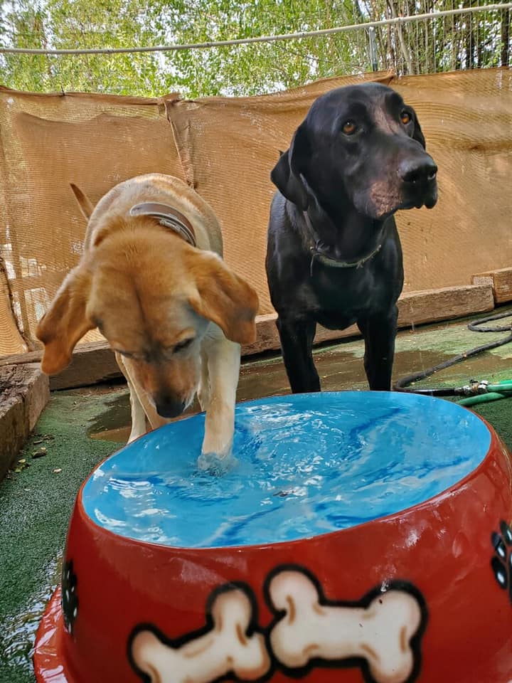 Country Club Pet Resort Grand Junction