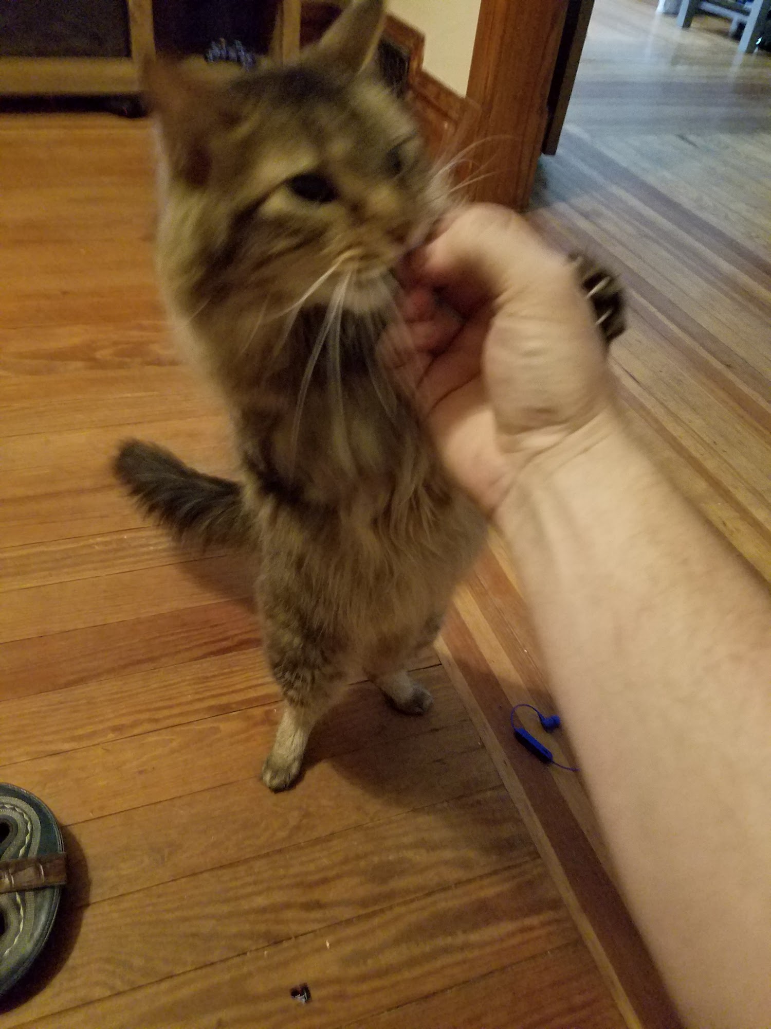 Pets' Best Friend Greeley