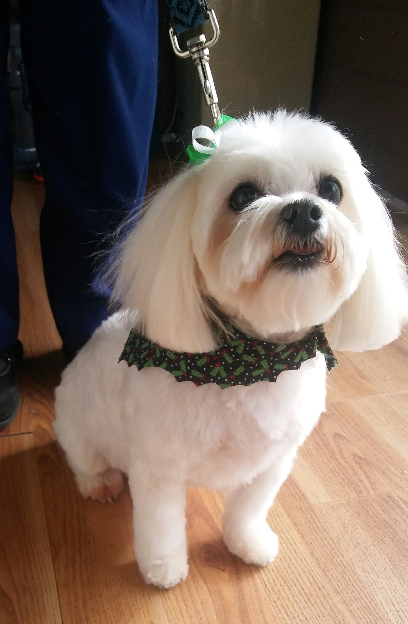 K9 Coat Shoppe Greeley