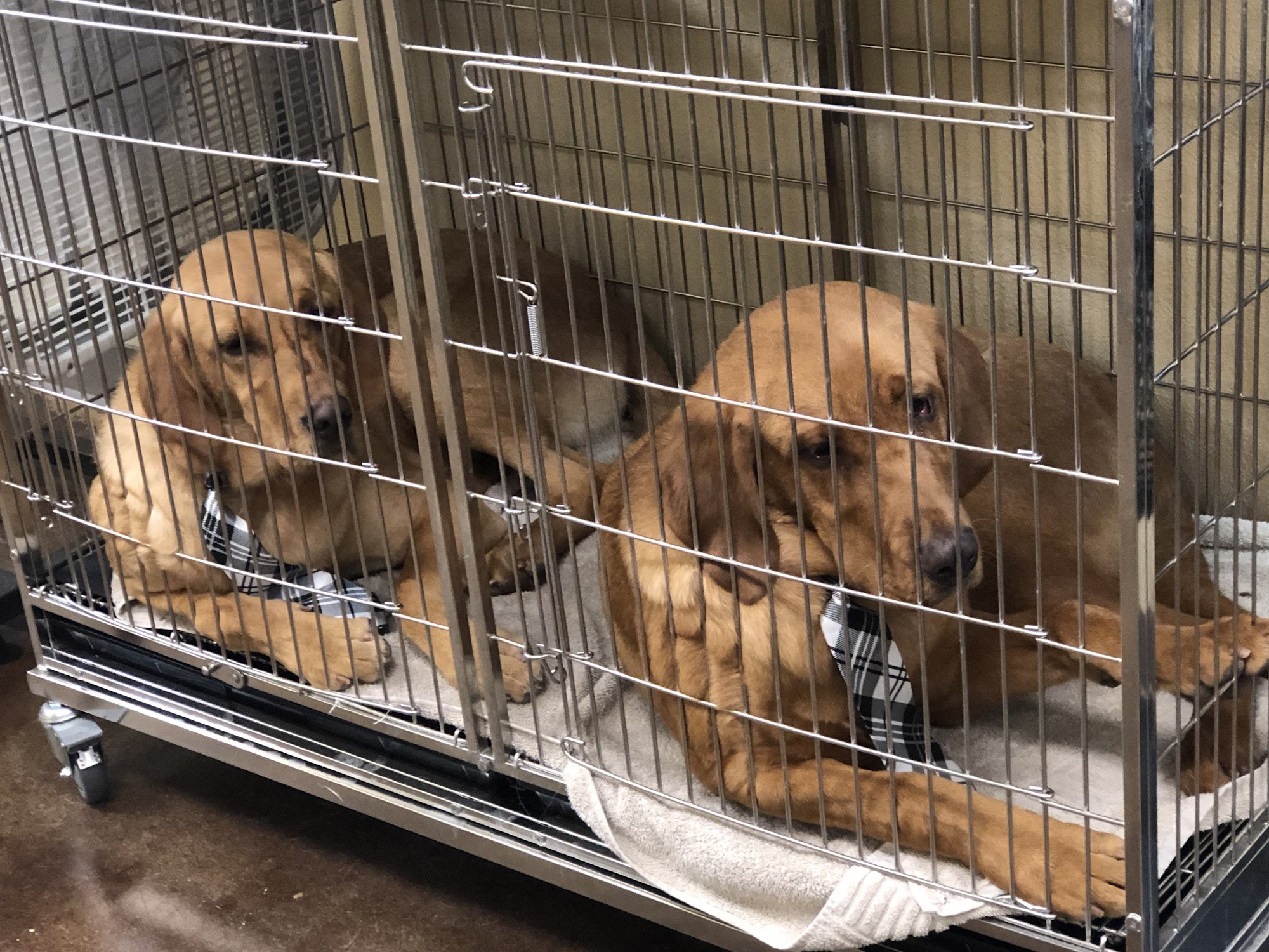 Beauty-Fur Dog Grooming Greeley