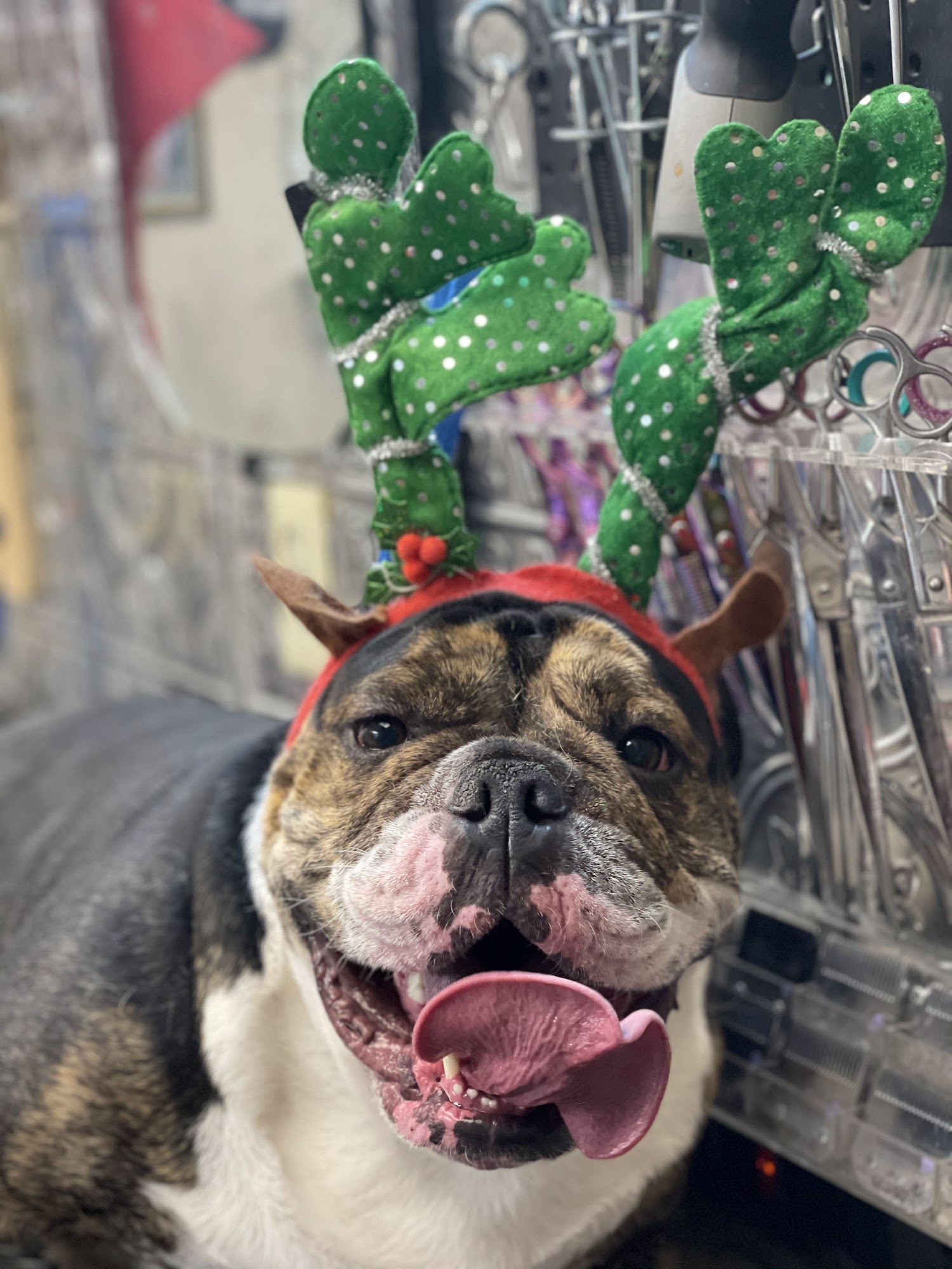 Shell's Pet Grooming luxury grooming shop Greeley