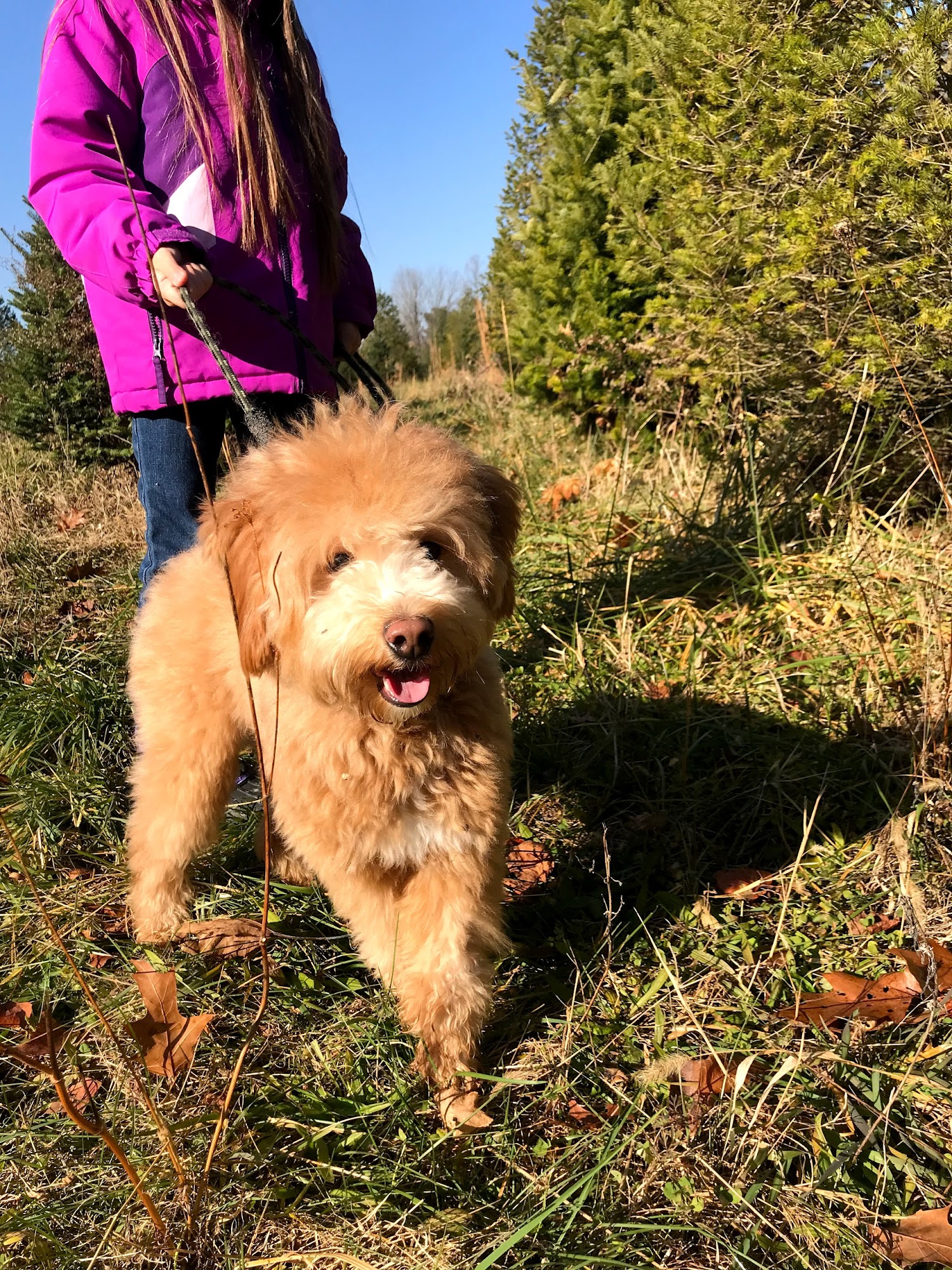 The adorable dog co. Littleton