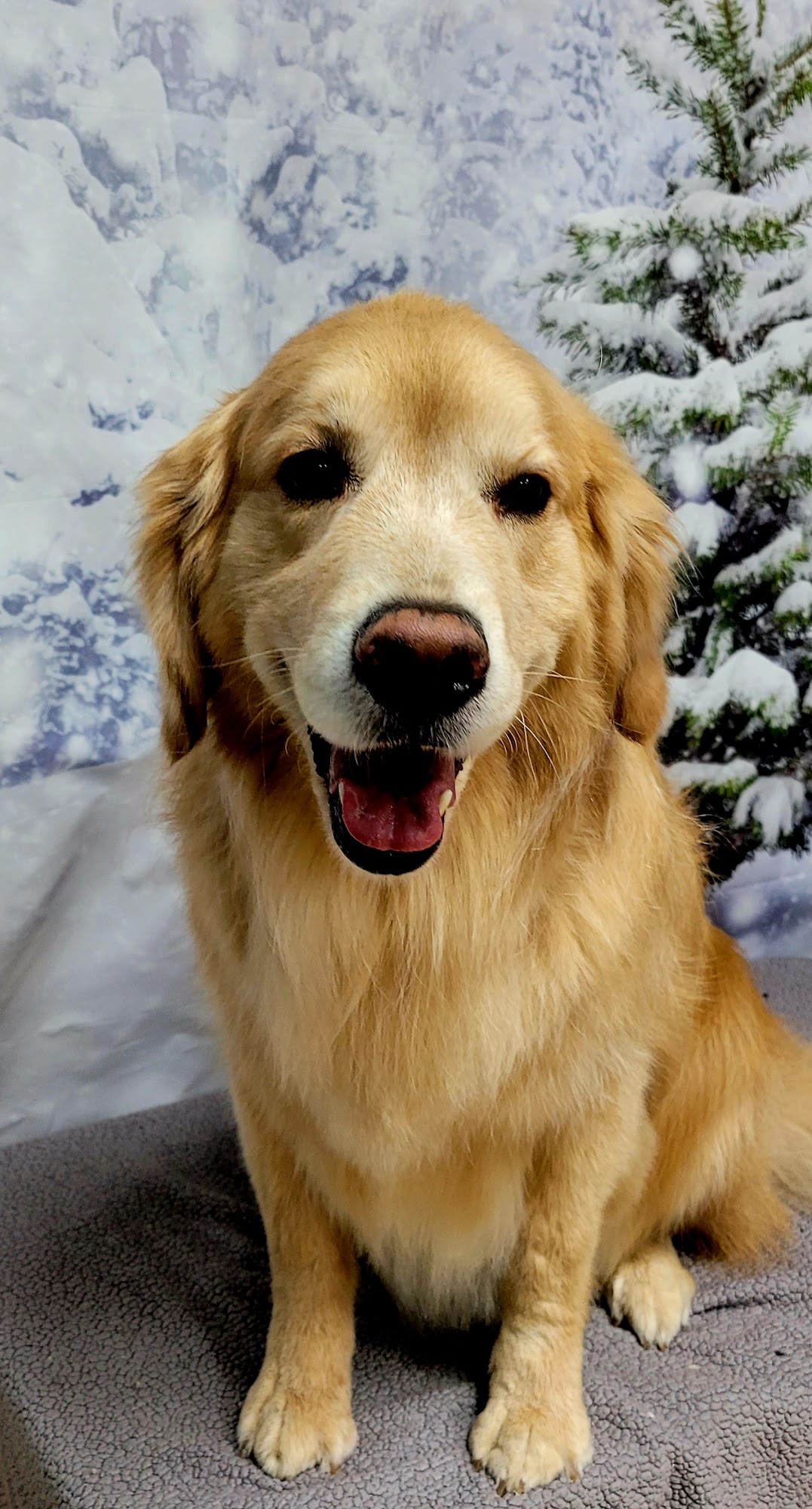 Barky Mountain Grooming Lone Tree