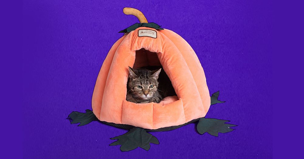 Petco Veterinary Services Longmont