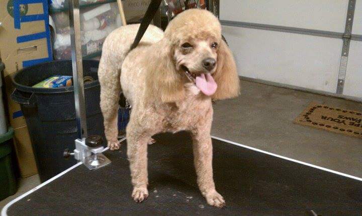 Annie's Grooming, LLC Loveland