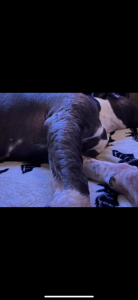 Green Justin DVM Montrose