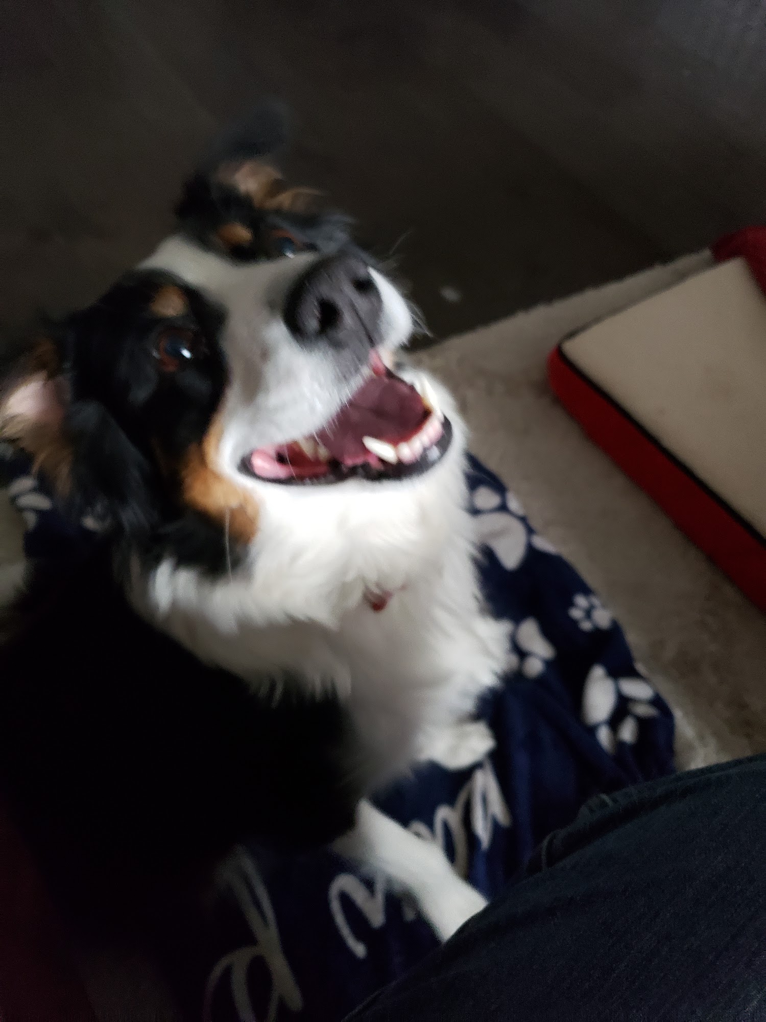 Paw Prints Vet Clinic Parker